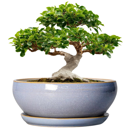 SQOWL 12 Inch Bonsai Pots - Shallow Ceramic Planter for Indoor Plants Outdoor, Large Succulent Pots with Drainage Hole and Saucer, Round Planter Bowl, Porch Decor, Gifts for Plant Lover, Blue