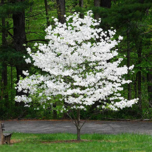 Dogwood Live Tree Plant, Flowering Dogwood Plant Live from 8 to 10 Inches Tall in Quart Pot for Outdoor Planting, Dormant in Winter (White)