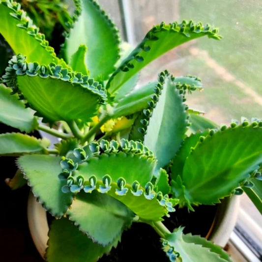 Kalanchoe Mother of Thousands Plant Live, Rare Kalanchoe Succulent Flowering Home Garden, in 2" Pot