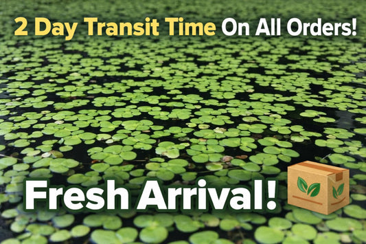 Duckweed (Lemna Minor) - 1200 Plants - Small Disabled Veteran Owned Company - South Shore Retail - Live Aquarium + Pond Plants