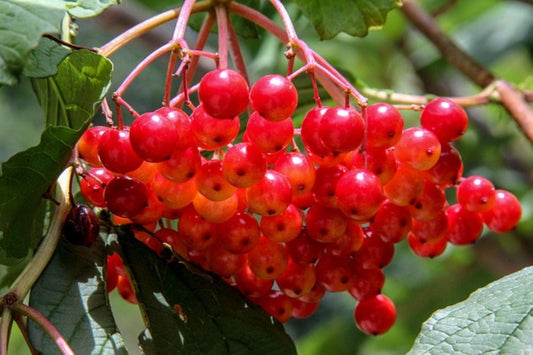 4-8" Tall Highbush Cranberry Plant, Viburnum opulus, Kalina, 1 Year Old