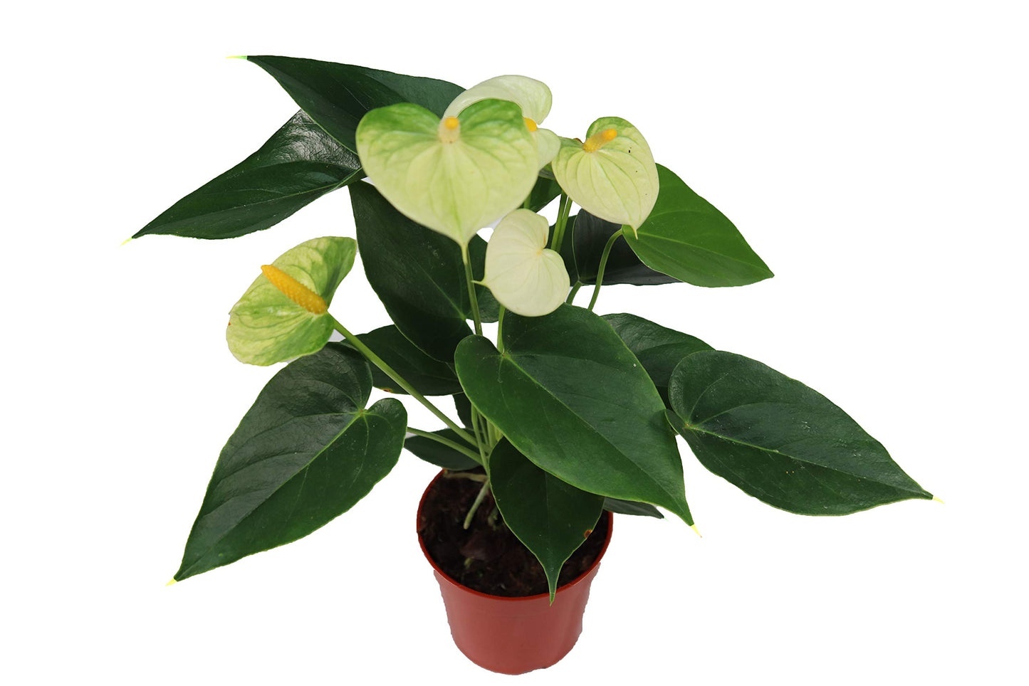 White Anthurium - 4" from California Tropicals