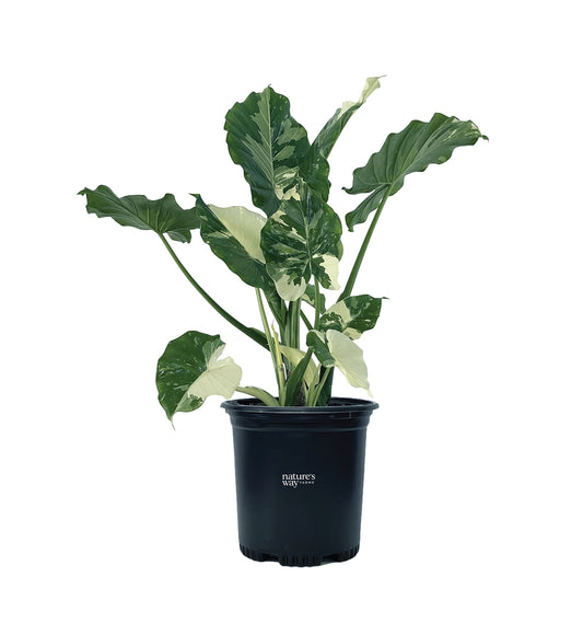 Nature's Way Farms, Alocasia Dawn Variegated, Rare Plant Collection, Live Plant (18-24 in. Tall) in Grower Pot