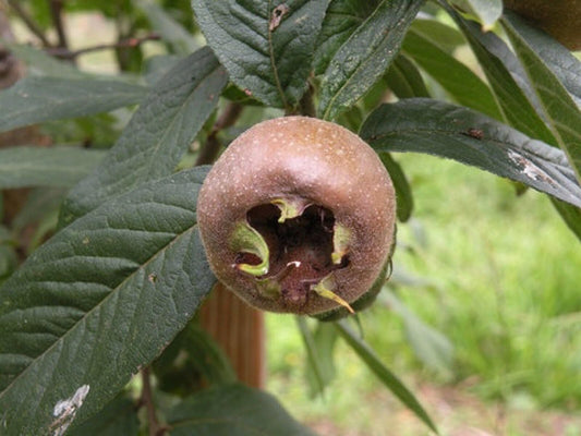 Marron Medlar Tree, Mespilus germanica, grafted 1 Year Old Plant 6-12" Tall