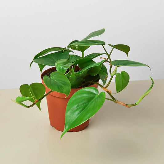 Philodendron Cordatum Heartleaf | Live Plant for Indoor & Outdoor | for Living Room, Office, Bathroom | (4" Pot)