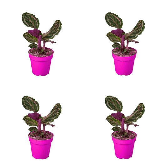 4 Pack Calathea Roseopicta 'Medallion' in 6in Pot - Live Plants Tropical Houseplants | Variegated | USA Growers | The Snobby Leaf