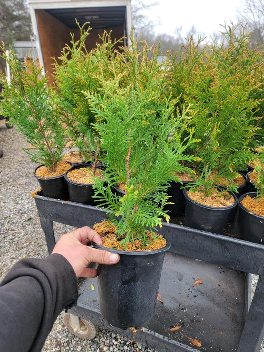 Live Plant - Green Giant Arborvitae (Thuja Plicata) - Live Plant - Trade Gallon Pot