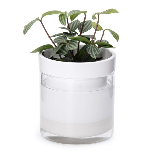 Phoenix Vine 4 Inch Self Watering Planter, White Terracotta Clay Pot with Glass Reservoir for Indoor Plants, Herbs, Flowers, Set of 1, 52-B-E-1