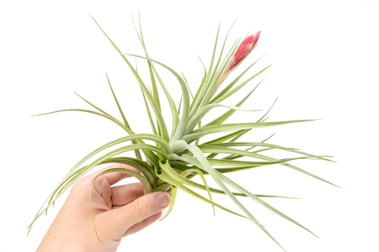 Tillandsia Leonamiana Air Plant - Wholesale and Bulk - Succulents - Live Tillandsia - Easy Care Indoor and Outdoor House Plants (Single)