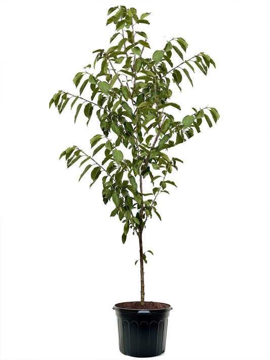American Plant Exchange Cherry Tree 'Kristin' – Live Fruit-Bearing Plant, 3-4 ft Tall, 7-Gallon Pot, Cold-Hardy, Sweet & Juicy Dark Red Cherries for Home Orchards, Backyard Gardens & Edible Landscapes