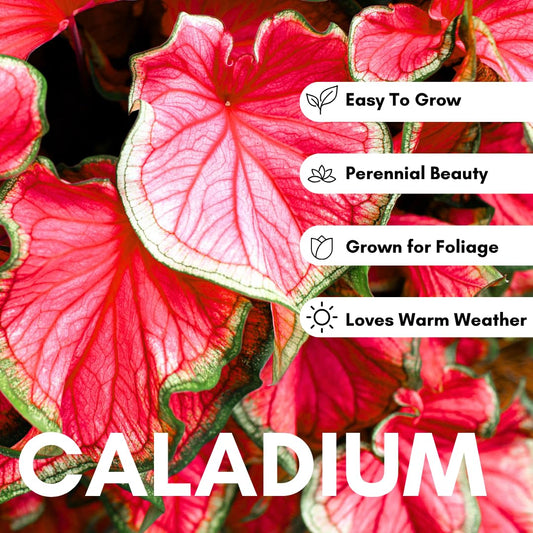 Florida Cardinal Caladium Bulbs for Planting - Perennial Hosta - Heart Shaped Elephant Ears - Vibrant Plants - Splashes of Tropical Color - Living Gift Idea (10 Bulbs)