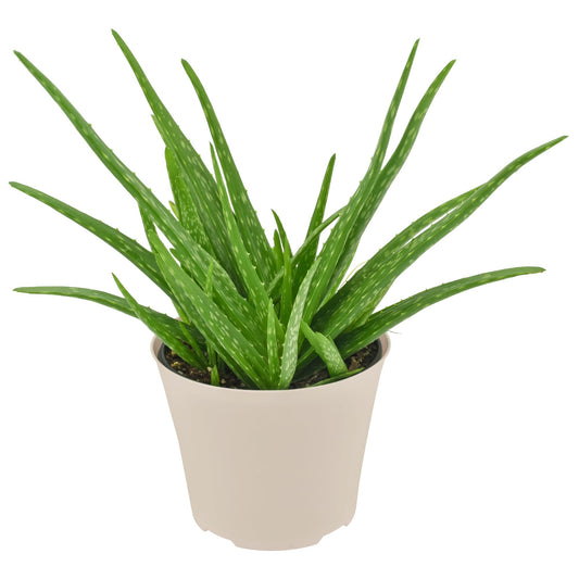 Arcadia Garden Products Live Aloe Vera Succulent Easy Indoor Houseplant in Plastic Pot, Air Purifying Ornamental Plant Gift for Home and Garden Décor, 6 Inch
