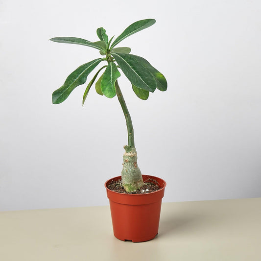 Succulent Adenium Obesum 'Desert Rose' | Live Plant for Indoor & Outdoor | for Living Room, Office, Bathroom | (4" Pot)