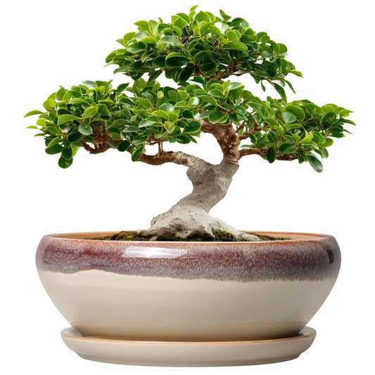 SQOWL Bonsai Pots 12 Inch - Large Ceramic Succulent Planters, Shallow Planter with Drainage Hole and Saucer, Round Bowl Planter for Indoor Outdoor Plants, Home Decor, Plant Lover Gifts, Beige
