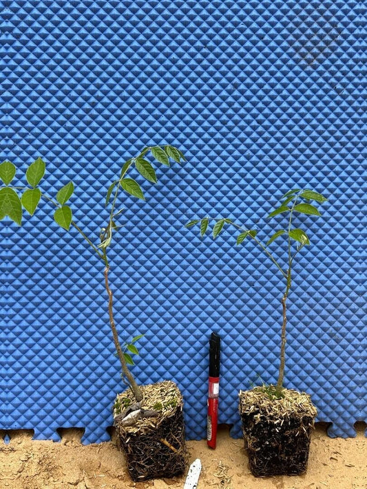 Live Plant - Blue Moon Wisteria Macrostachys TreeWell Rooted Starter Plant!