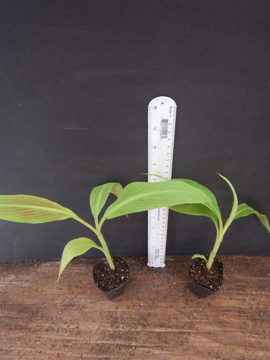 Live Plant - Siam Rubyvariegated Ornamental Banana Small Rooted Starter Plant