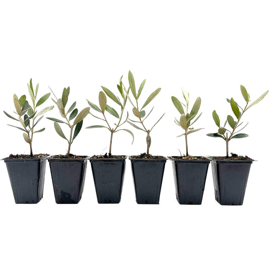 6 Mission Olive Tree Saplings – Edible Fruiting Evergreen Tree for Patio, Container, Indoor & Outdoor Growing, Mediterranean Culinary Olive (Olea europaea ‘Mission’) in 3.5″ Cubes, Live Plants
