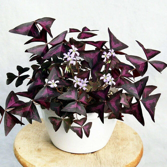 Live Plant - False Shamrock (Oxalis Triangularis) Ornamental Live Plant 10”-20”