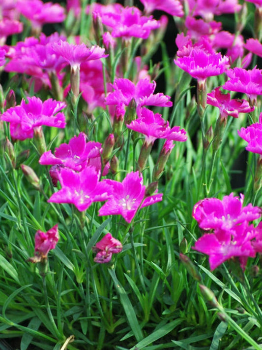 Perennial Farm Marketplace Dianthus x Kahori (Garden Pinks) Perennial Size-#1 Container, Dark Fuschia Flowers