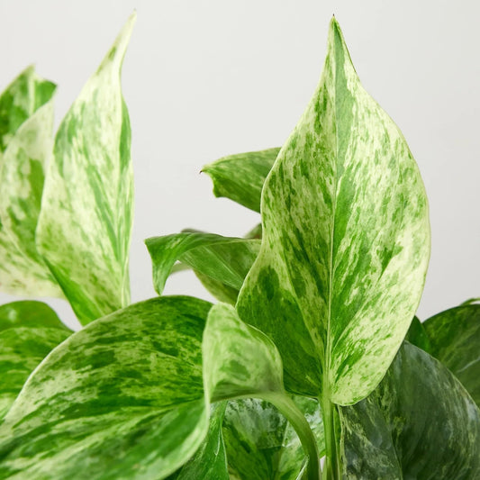Pothos 'Marble Queen' | Live Plant for Indoor & Outdoor | for Living Room, Office, Bathroom | (6" Pot)