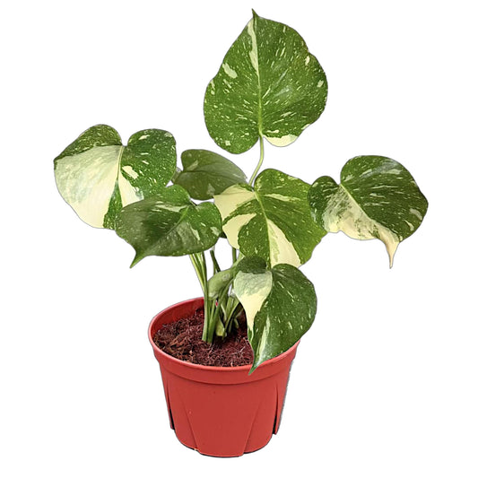 CoollectivePlants Monstera Thai Constellation – Live Variegated Indoor Plant in 6″ Grower Pot, Easy Care Tropical Houseplant, Thai Constellation Monstera for Home or Office Décor