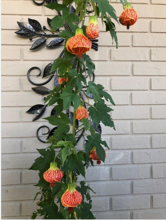 Live Plant - Tiger Eye Abutilon Flowering Maple Small Rooted Starter Plant