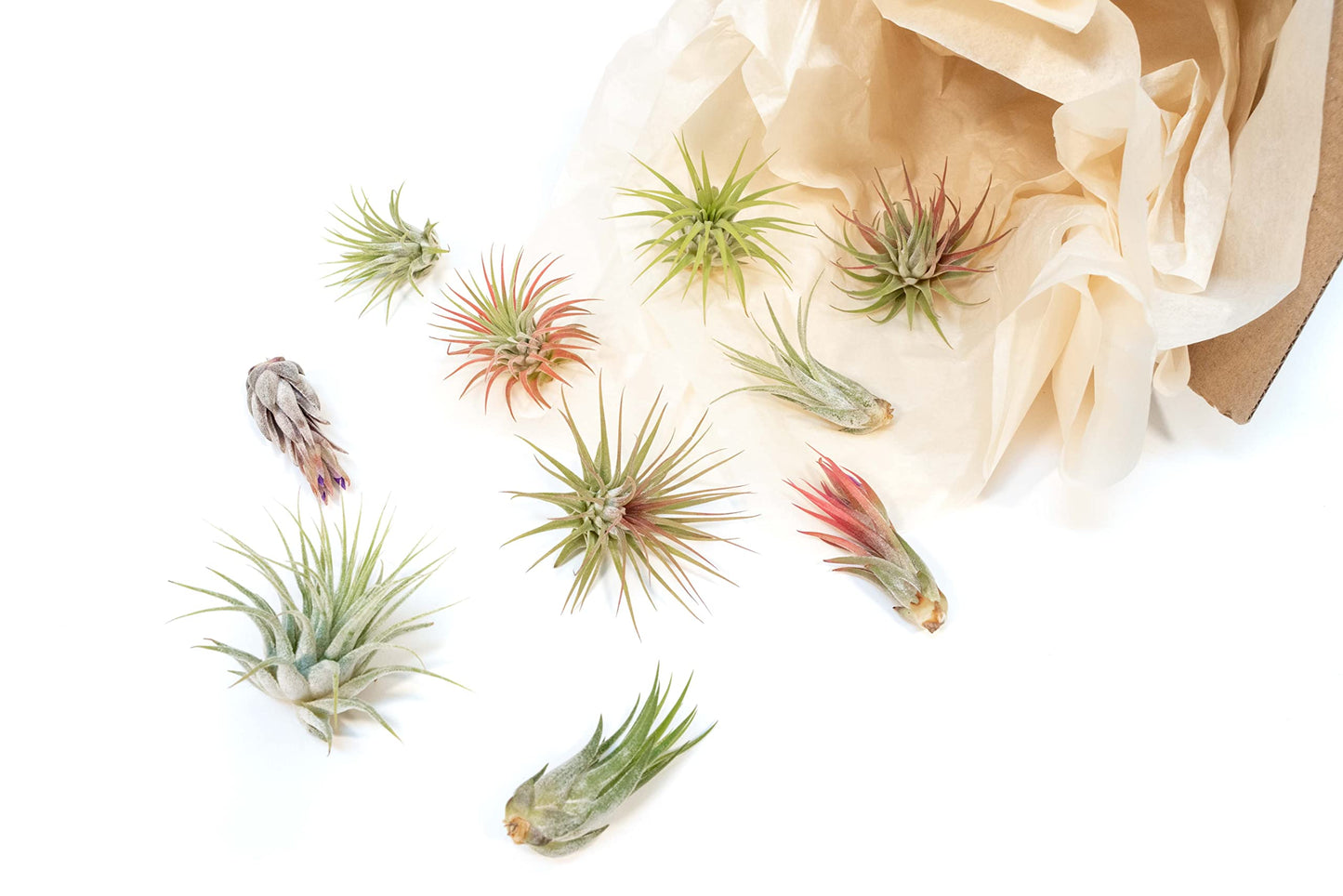 Air Plant Shop 12 Pack Assorted Ionantha Air Plants - Wholesale and Bulk - Succulents - Live Tillandsia - Easy Care Indoor and Outdoor House Plants