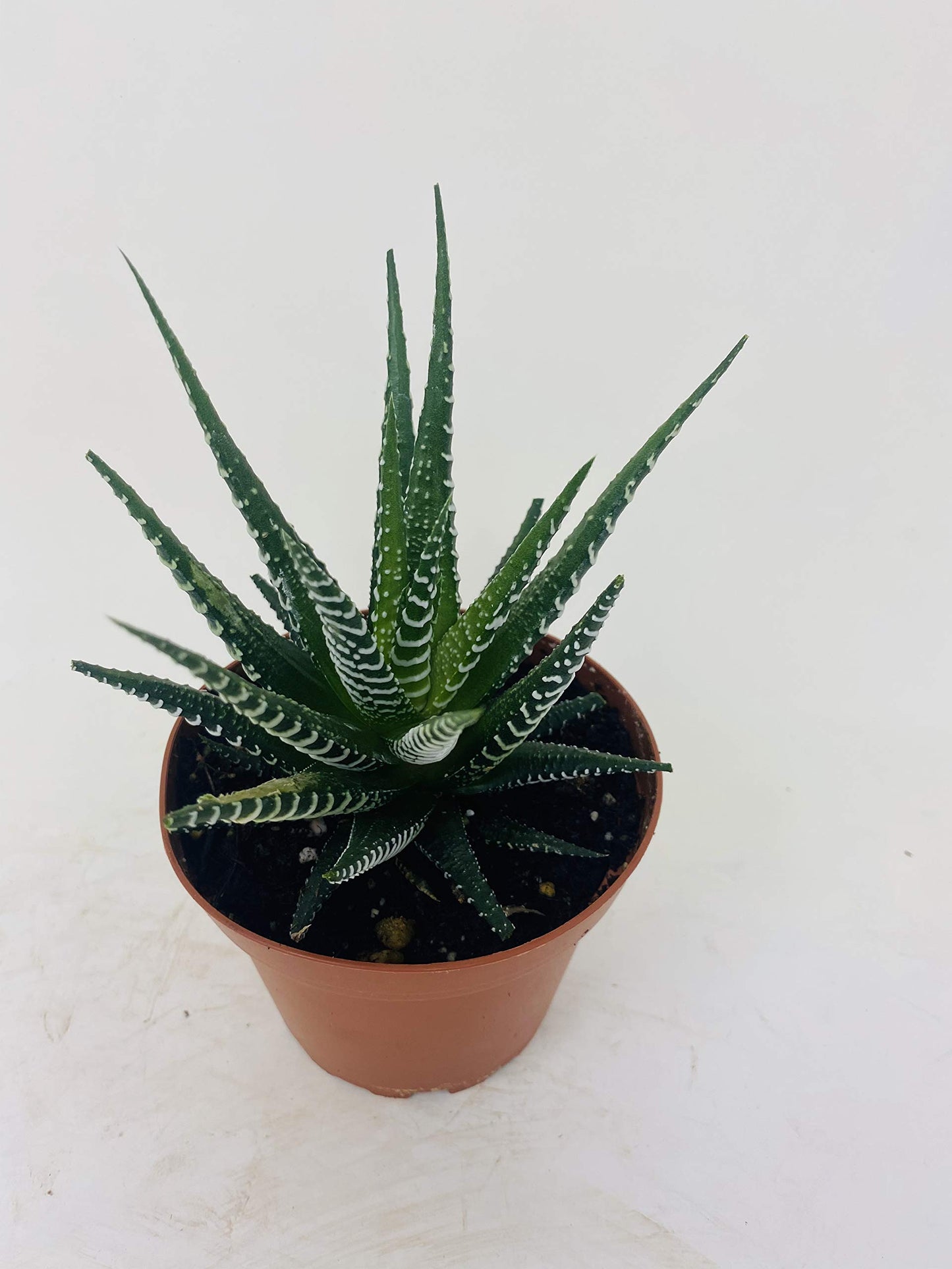 Zebra Haworthia Plant - Easy to grow/Hard to kill! - 3" Pot -unique form jmbamboo