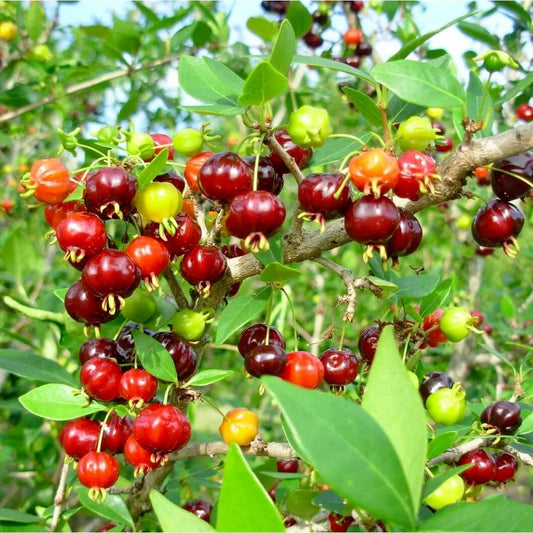 Live Plant - Pitanga (Eugenia Uniflora) Surinam Cherry Tropical Live Fruit Tree 2′-3 Feet