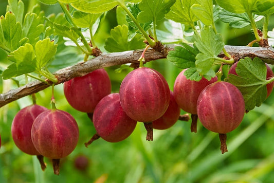 Red Gosseberry Bush Seedling for Growing - 1 Year Well Rooted Plants - Ready to Plant - Hinnomaki Gooseberry (3 Seedlings)