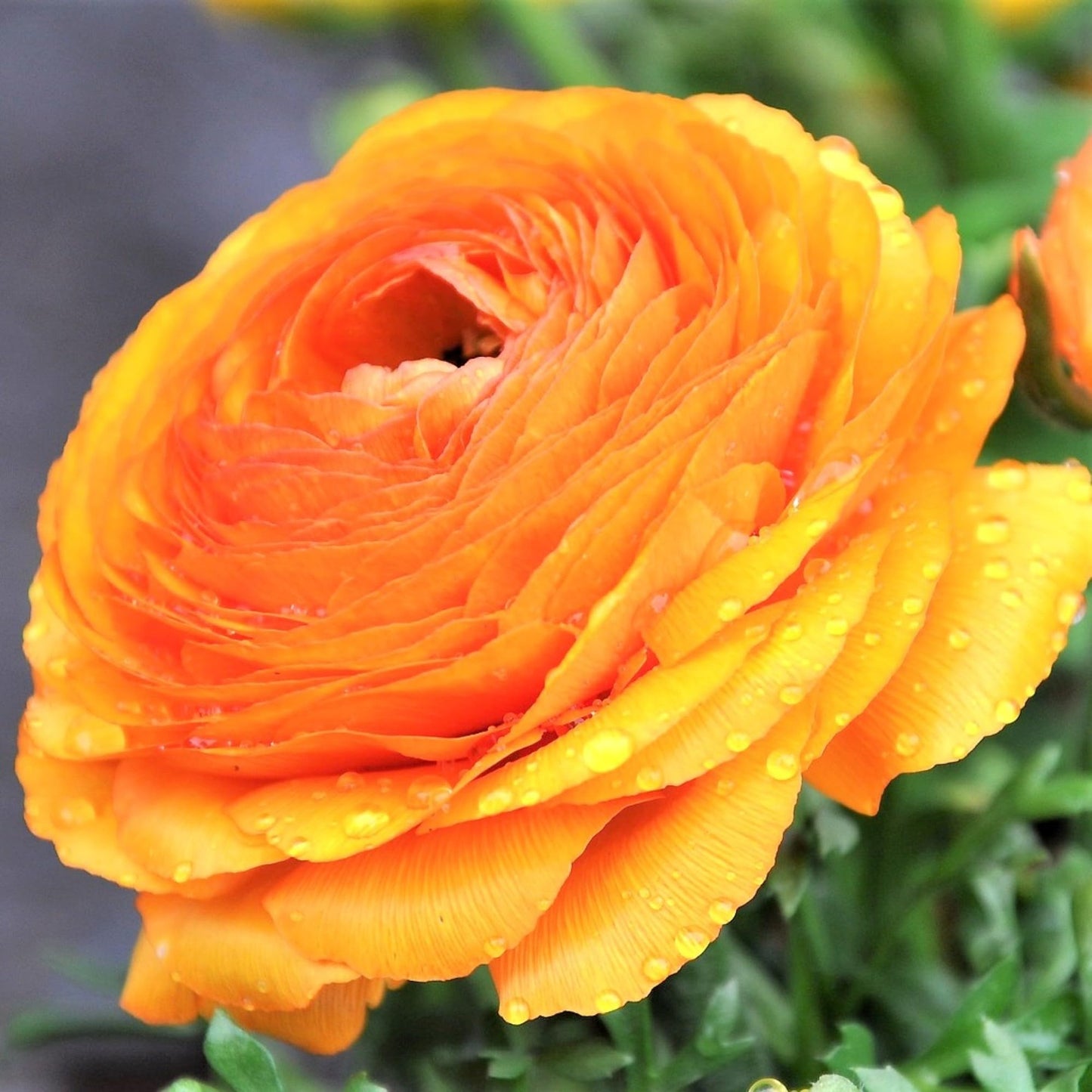 Easy to Grow Gold Ranunculus 10 Flower Bulbs - Spring Golden Orange-Yellow Tecolote Buttercup Blooms in Sun, Carlsbad Flower Fields, Great for Cutting