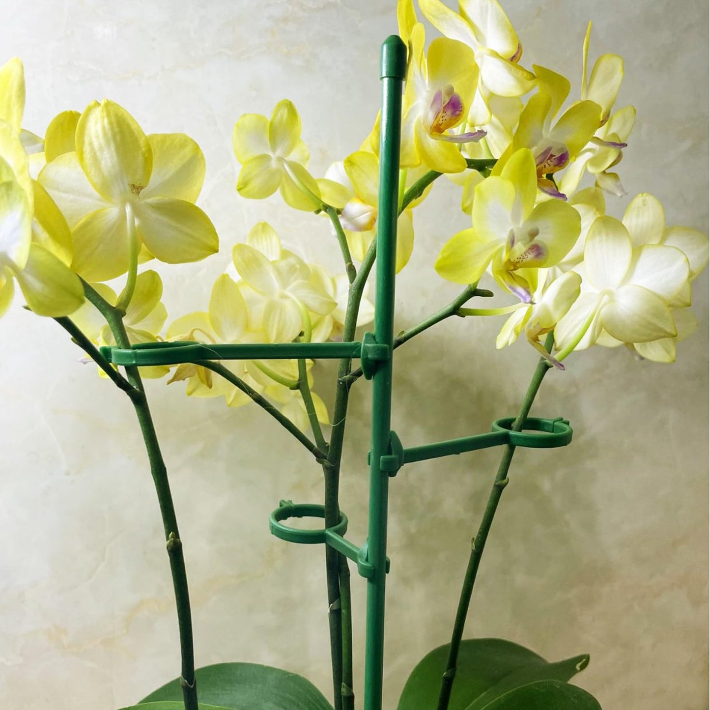 20 Set Plant Stakes 12 inch Extendable Plant Support Stakes with Adjustable Clips Rings, Flower Stem Plant Support Sticks for Indoor Outdoor Plants Stabilizer Garden Sticks for Orchid Rose Tomato