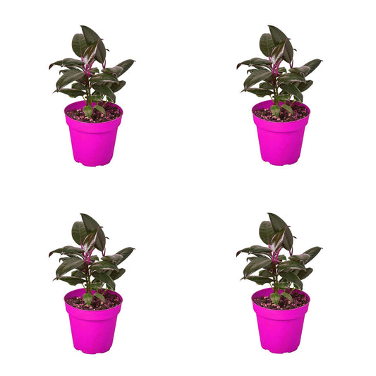 4 Pack Ficus Elastica 'Burgundy' in 4in Pot - Live Plants Tropical Houseplants | Variegated | USA Growers | The Snobby Leaf