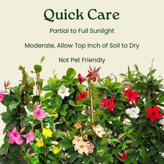 Live Mandevilla Flowering Plant - Trellis - Mixed Red Giant and White Giant - Tropical Plants of Florida - Overall Height 36" (Plant + Fertilizer)