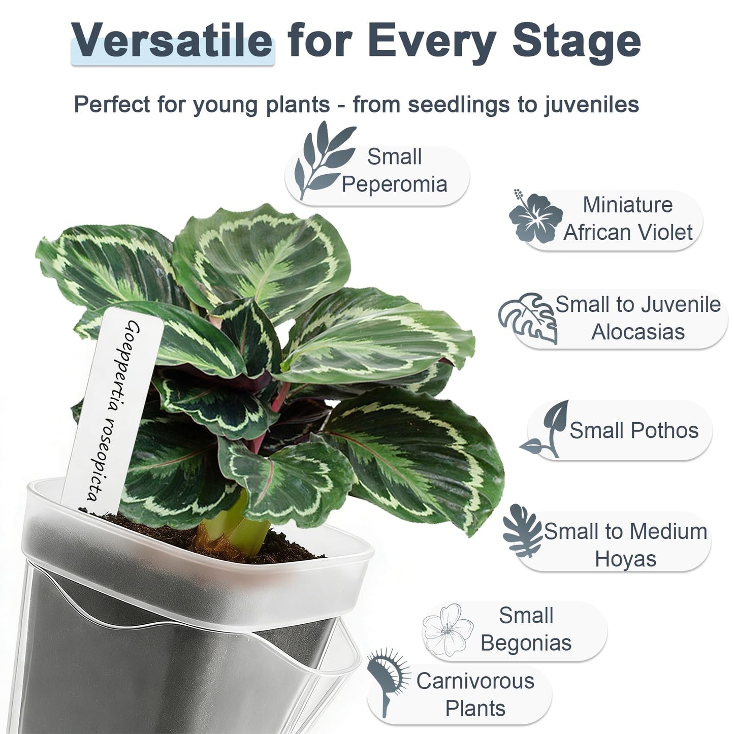 15 Pack 2" Self Watering Pots for Indoor Plants,Mini Clear Plastic Planters with Water Level Indicator & Drainage Holes for Alocasia Propagation, African Violets, Seedlings, Cuttings and Succulents
