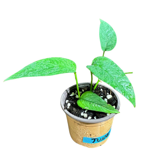 PLANTVERS Cebu Blue Pothos Live Plant – Epipremnum Pinnatum – Cebu Blue Live Vining Plant – Low Light Indoor Houseplant – Easy Tropical Climbing Plant – Air Purifying Indoor Plant (2" Nursery Pot)