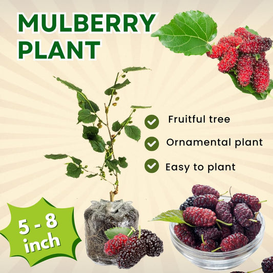 Pack 2 Mulberry Tree Live Plant for Growing 5 to 8 Inch Tall, Everbearing Mulberry Bush Live Plant, Mulberry Plant Live Home Garden (Red Mulberry)