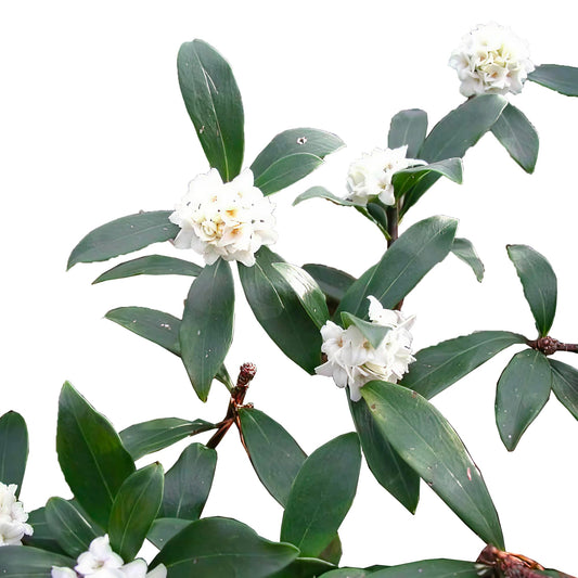 Daphne White Shrub – Fragrant Flowering Evergreen with Clusters of White Blooms & Compact Landscape Appeal (1 Gallon/Potted/Single Plant)