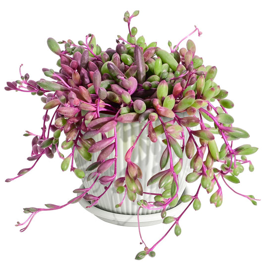 Sprout N Green 4" Ruby Necklace with White Stripe Pot, Live Othonna capensis L.H.Bailey Succulent, Purple Hanging Trailing House Plant for Home Office Wedding Decoration DIY Project Party Favor