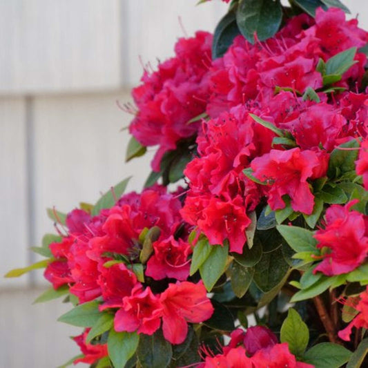 Proven Winners Perfecto Mundo Red Reblooming Azalea (Rhododendron x) Live Plant, 4.5" Qt, 4 Pack