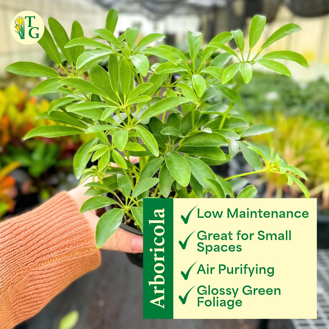 Thorsen's Greenhouse Live Arboricola Umbrella Tree Plant, Schefflera Arboricola, Natural Air Purifier, Easy to Grow, Live Indoor Houseplant, 4-inch Diameter (3 Pack Nursery Pots)