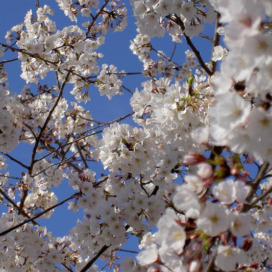 Brighter Blooms - Yoshino Cherry Tree, 4-5 ft. - No Shipping to AK, AZ, CA, CO, HI, ID, OR, WA