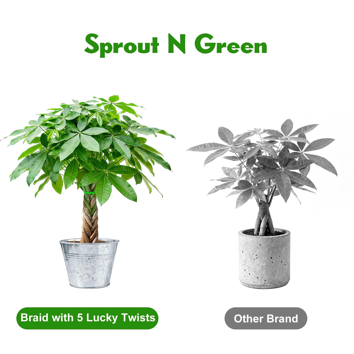 Sprout N Green 8-10" Money Tree with 5 Lucky Braid, Live Plant with Silver Metal Pot, Decoration for Indoor Home Office Tabletop Windowsill Side Table, Housewarming Christmas Gift