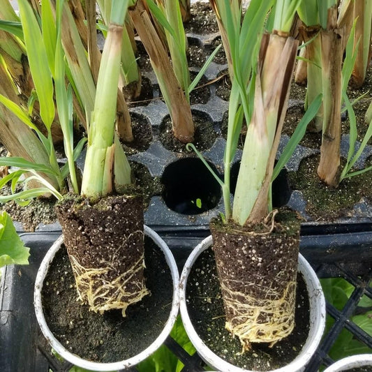 6 Live Lemon Grass Plants for Outside, No Pot, Established Root Lemongrass Plants Live Outdoor Indoor Planting, Perennial Zones 9-11