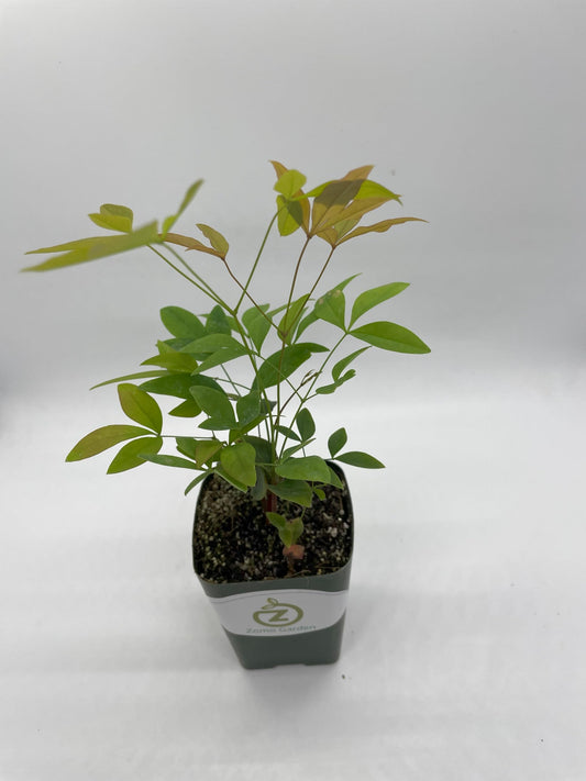 Zomo Garden Nandina Domestica Multi (Heavenly Bamboo 2"" Pot, green red
