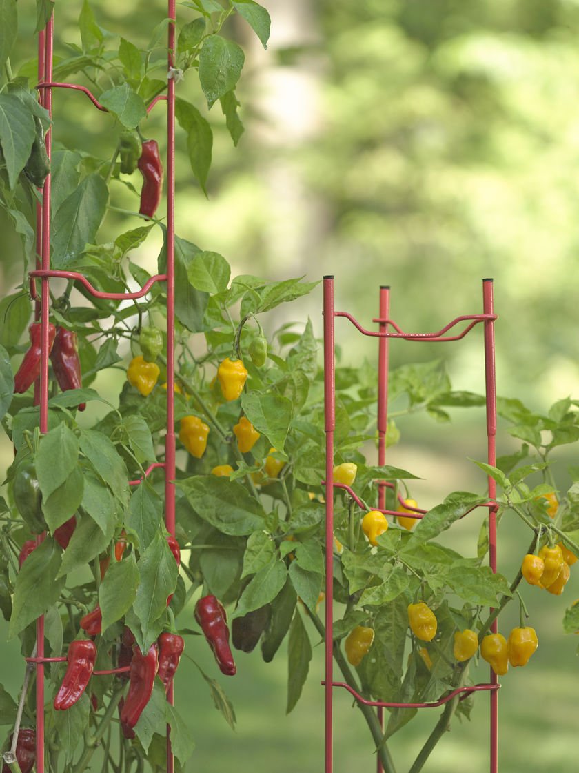 Gardener's Supply Company Pepper and Eggplant Garden Stakes | Upright Metal Vegetable Plant Supports | Sturdy V -Shape Stackable Ladder Trellis | 6" W x 6" D x 32" H (Set of 3) - Red