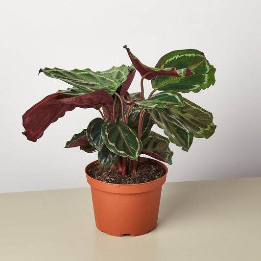 Calathea Roseopicta 'Medallion' | Live Plant for Indoor & Outdoor | for Living Room, Office, Bathroom | (6" Pot)