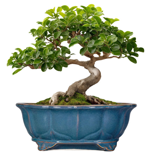 Teagas Bonsai Tree Pot - 11 Inch Ceramic Succulent Pots, Bonsai Planter for Indoor Outdoor, Decorative Plant Pot with Drainage Hole, Oval Flower Pot, Home Garden Decor, Garden Gifts, Retro Blue