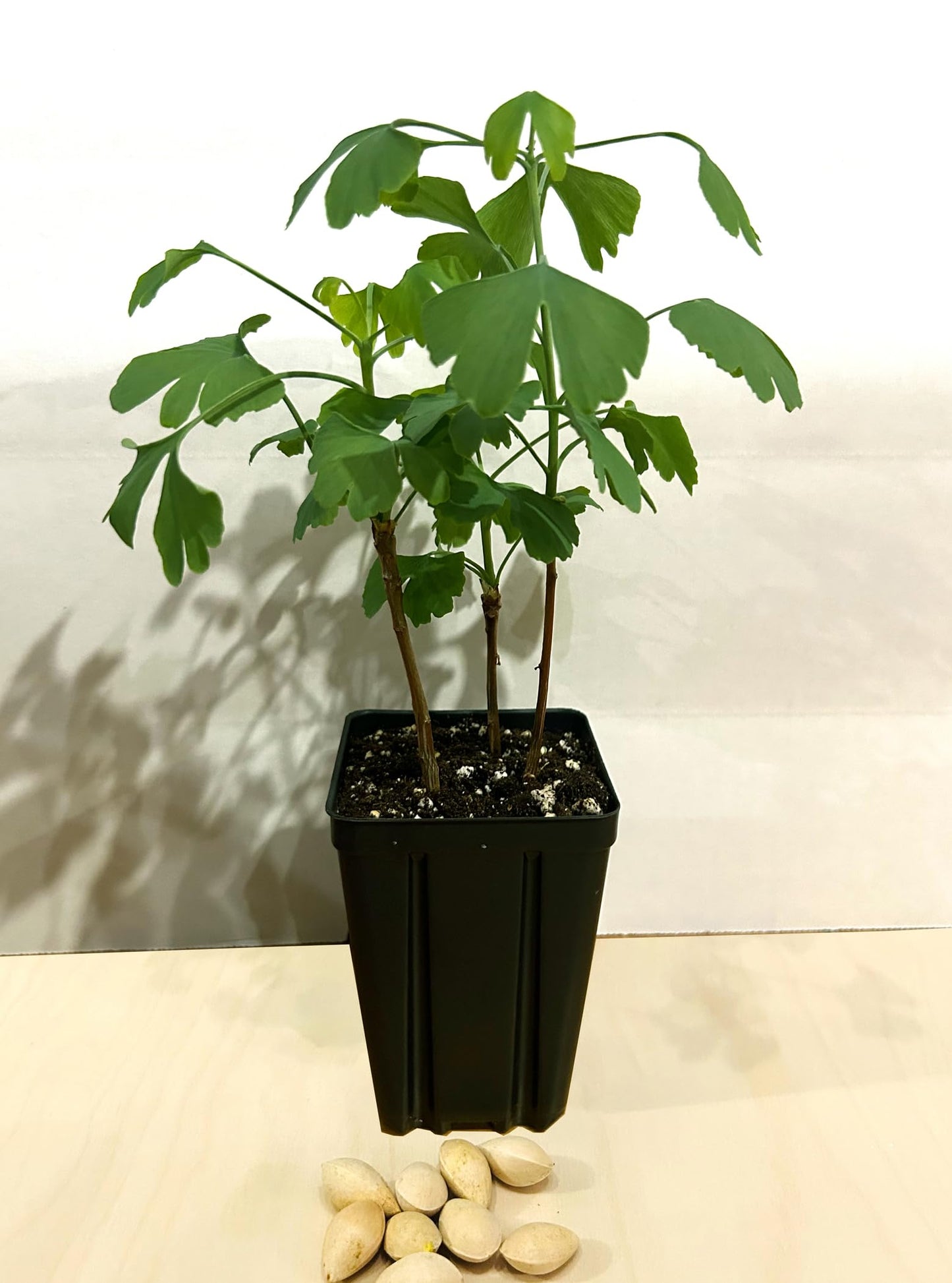 Ginkgo Tree - Pot of 3 Starter Plant. Gingko biloba. 6" - 9"