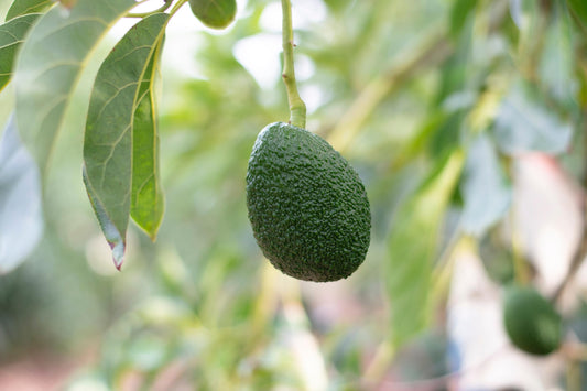 Grafted HASS Avocado Tree - Live Big Fruit Tree 12"-24" Tropical Plantae
